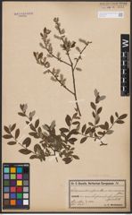 Salix aurita L. x Salix repens L.